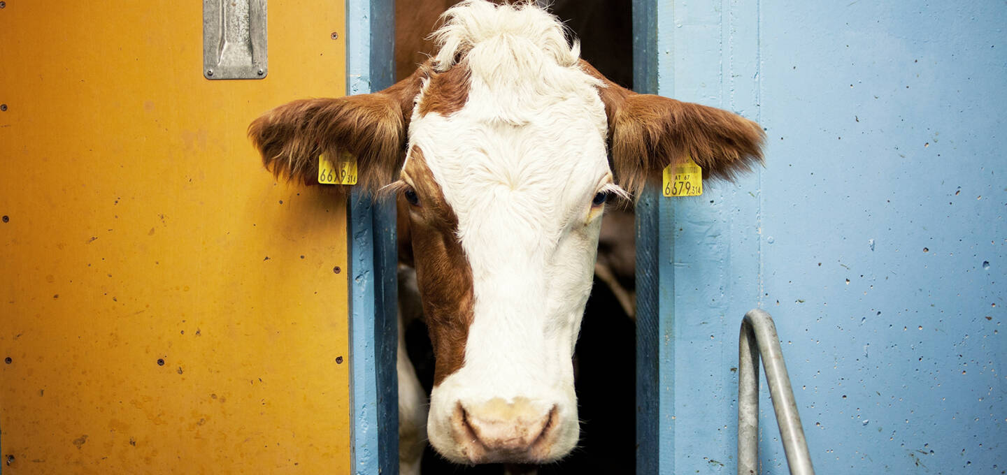 Kühe6, Vorarlberg Milch