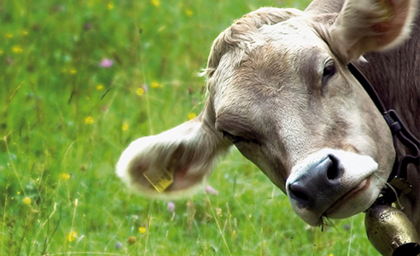 Kuh1,-Vorarlberger-Milch