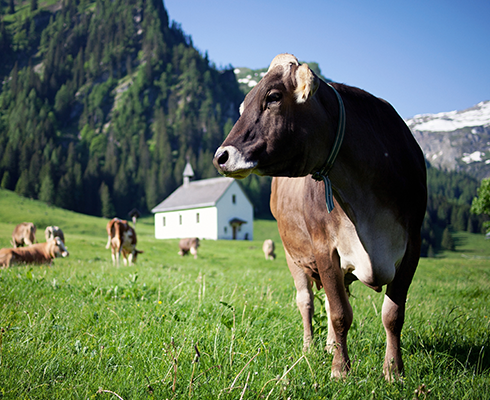 Ländle Milch, Vorarlberg Milch