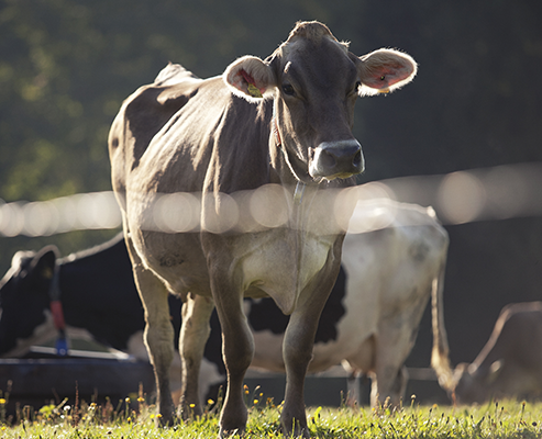 Landschaft3,-Vorarlberg-Milch